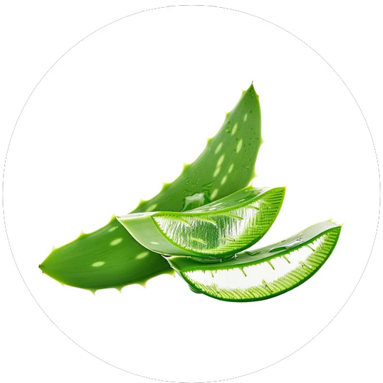 Sliced aloe vera leaf on a white background