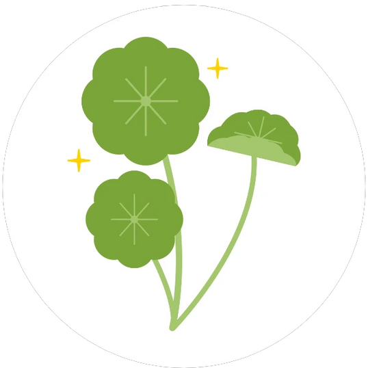 Illustration of three green centella leaves on a white background