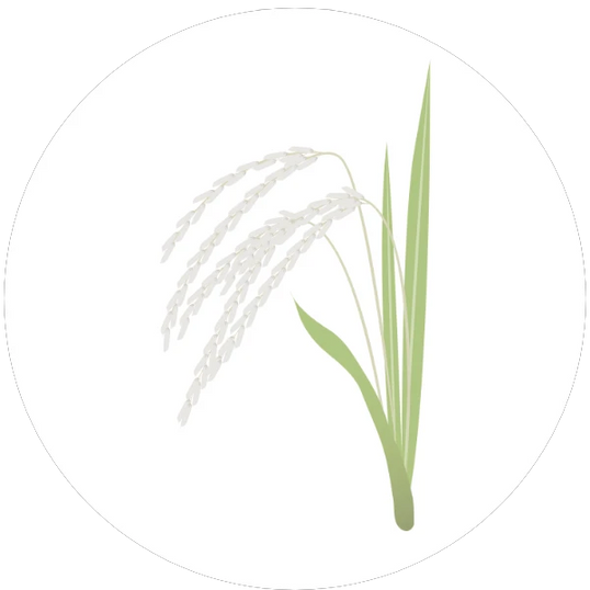 Illustration of rice plant with white grains and green leaves on a white background