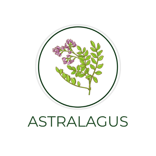 White circular icon featuring astragalus root, with the ingredient name "Astragalus Root Extract" displayed on the image, alongside the Skin TOGO website.