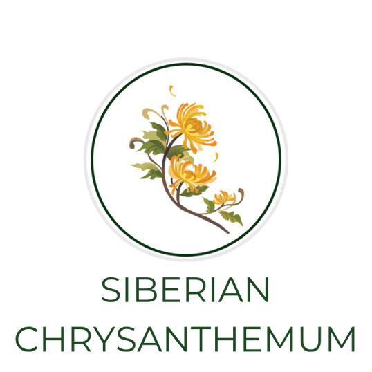 White circular icon featuring Siberian chrysanthemum flowers, with the ingredient name Siberian Chrysanthemum displayed on the image, alongside the Skin TOGO website.
