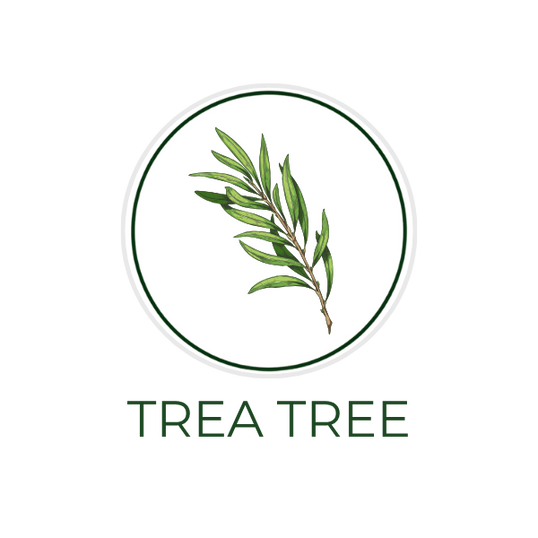 White circular icon featuring tea tree leaves, with the ingredient name "Tea Tree" displayed on the image, alongside the Skin TOGO website.
